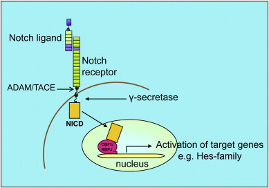 Possible roles of DLK1 in the Notch pathway