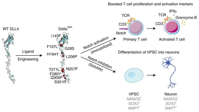 Figure 1. Affinity-matured DLL4 ligands as Notch signaling modulators. (Gonzalez-Perez D, et al., 2023)