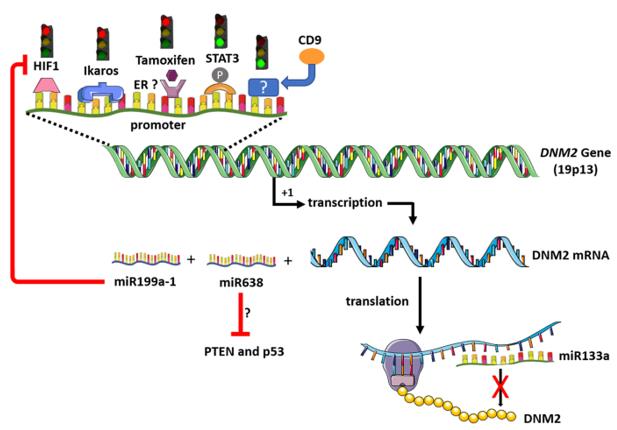 Figure 1. Regulation of DNM2 expression. (Trochet D, et al., 2021)