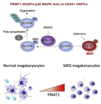 Figure 1. PRMT1-DUSP4-p38 MAPK Axis in CD34+ HSPCs. (Su H, et al., 2021) 