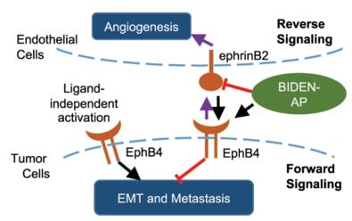 Figure 1. Proposed mechanism of action of BIDEN-AP. (Xiong C, et al., 2020) 