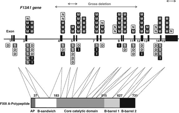 Schematic of factor XIII A subunit (FXIII A) gene (F13A1) indicating the location of mutations of congenital FXIII deficiency and FXIII A-polypeptide.