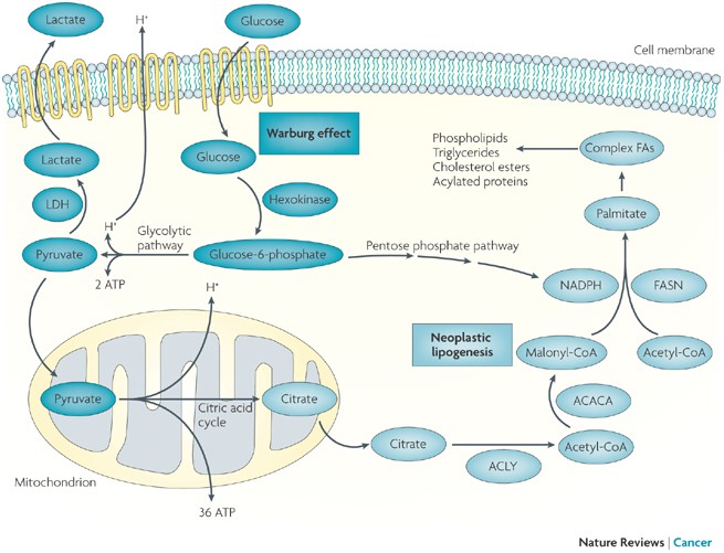 Fatty acid synthase and the lipogenic phenotype in cancer pathogenesis