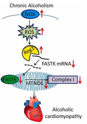 Figure 1. Oxidative stress-induced FASTK mRNA degradation in alcoholic cardiomyopathy. (Zhang F, et al., 2021)