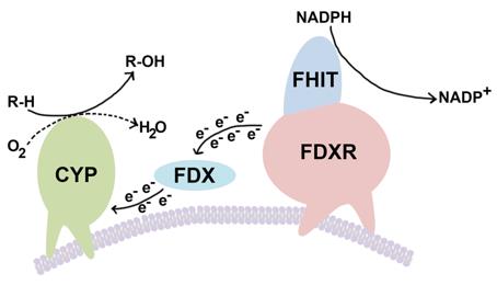 Figure 1. Mitochondrial cytochrome P450 (cyp) ETC. (Druck T, et al., 2019)