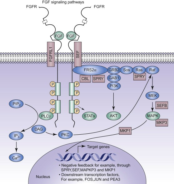 FGF Signaling Pathway