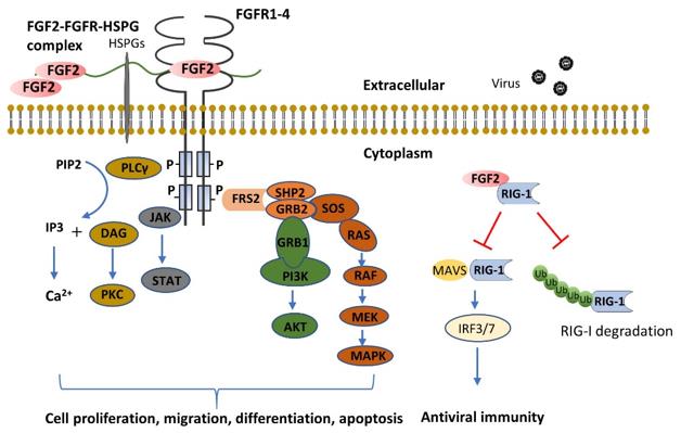 Figure 1. FGF2 functions through FGFR dependent or independent pathways. (Tan Y, et al., 2020) 