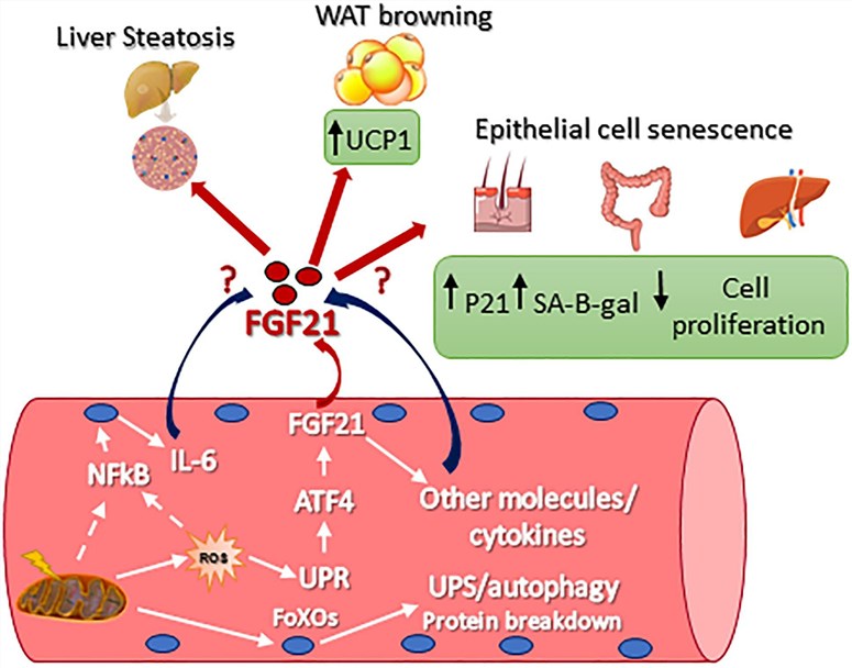 FGF21 as Modulator of Metabolism in Health and Disease.