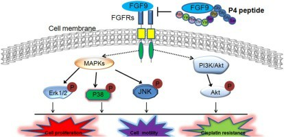 FGF9 inhibition