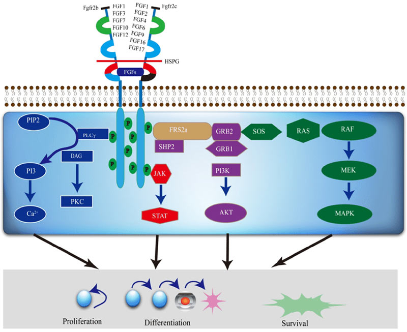 FGFR2 mediated signaling pathways