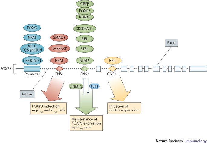 The regulation of immune tolerance by FOXP3