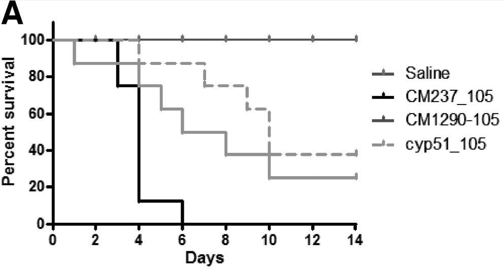 Fig1. Comparative analysis of the survival of CD-1 immunocompromised mice infected with the A. fumigatus.