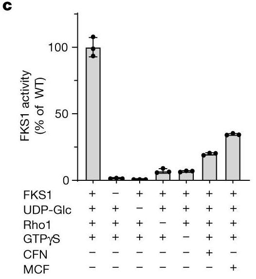 Fig2. In vitro activity of CHAPS-purified FKS1 with different effectors.