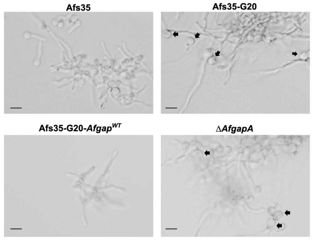 Fig3. Effect of AfgapA on conidia morphology during germination.