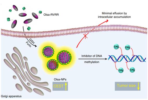 Figure 1. Furin-mediated intracellular self-assembly of olsalazine nanoparticles. (Yuan Y, et al., 2019) 