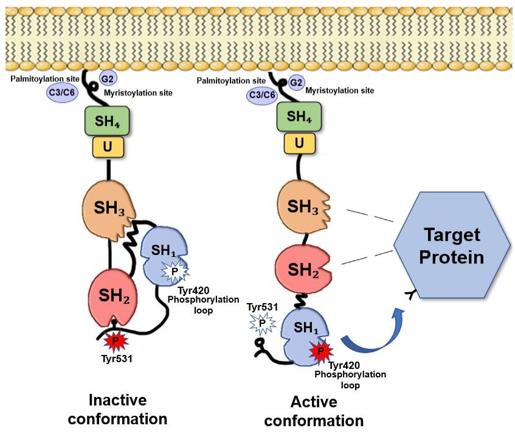 Figure 1. Fyn structure. (Matrone C, et al., 2020) 