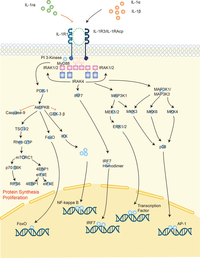 IL-1 is one of the important inflammatory mediators that plays a regulatory role primarily in cellular immune
  activation.