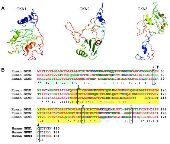 GKN protein structures and sequence homolog