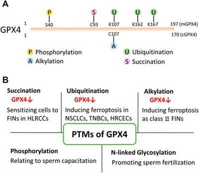PTMs of GPX4