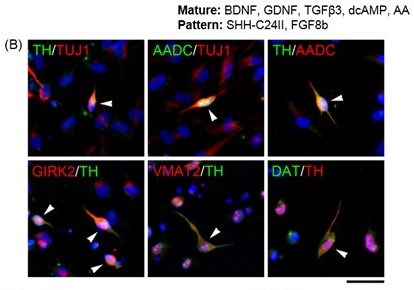 Fig1. Expression of dopaminergic markers in cultures differentiated with Patterning and Maturation
    media.