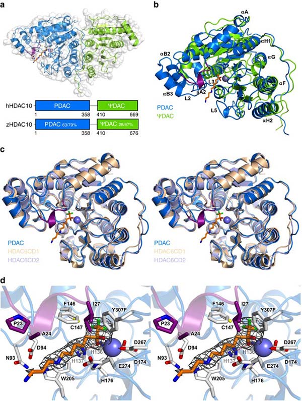 Histone deacetylase 10 structure