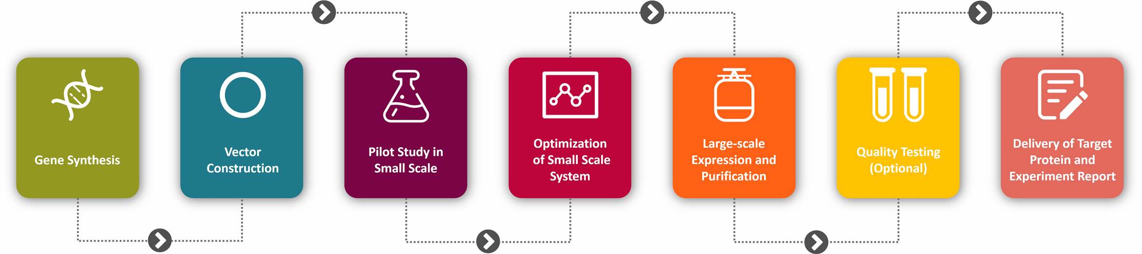 The Process of Our High Yield Protein Production Services