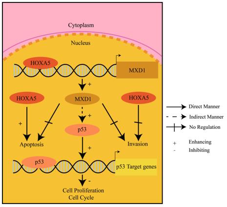 Figure 1. A diagram illustrates the roles of HOXA5 and MXD1 in the pathogenesis of ECCA. (Xiong F, et al., 2022) 