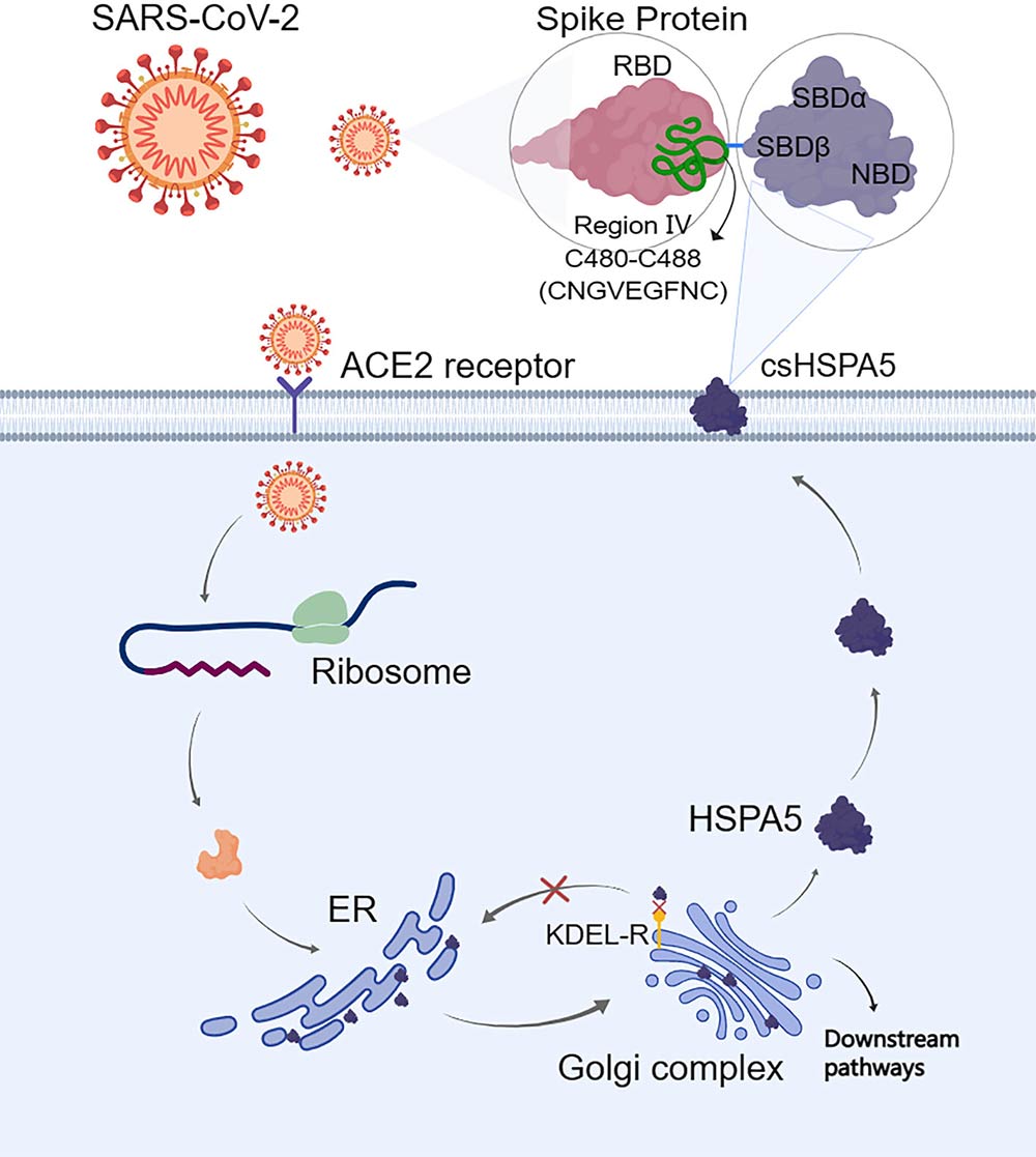 hspa5