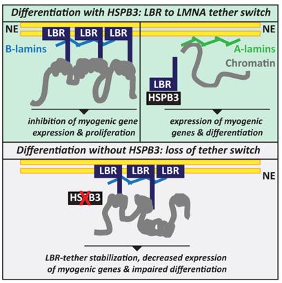 Figure 1. Schematic model showing how HSPB3 participates to myoblast differentiation. (Tiago T, et al., 2021)