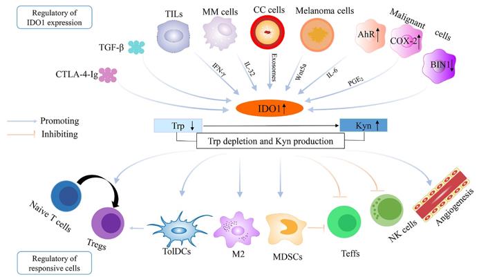 Figure 1. The regulation of IDO1 overexpression and the establishment of immune escape in the tumor microenvironment. (Song X, et al., 2021)