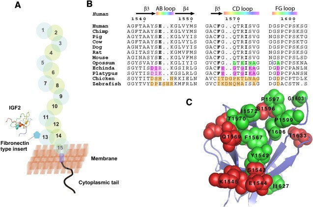 IGF2 Binding Pocket of IGF2R Domain 11 and Its Evolution