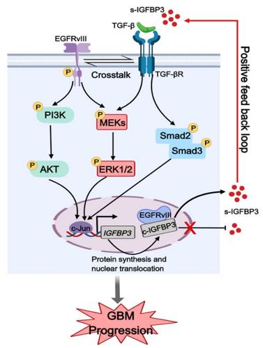 Figure 1. IGFBP3 induced by the TGF-β/EGFRvIII transactivation. (Zhang X, et al., 2023) 