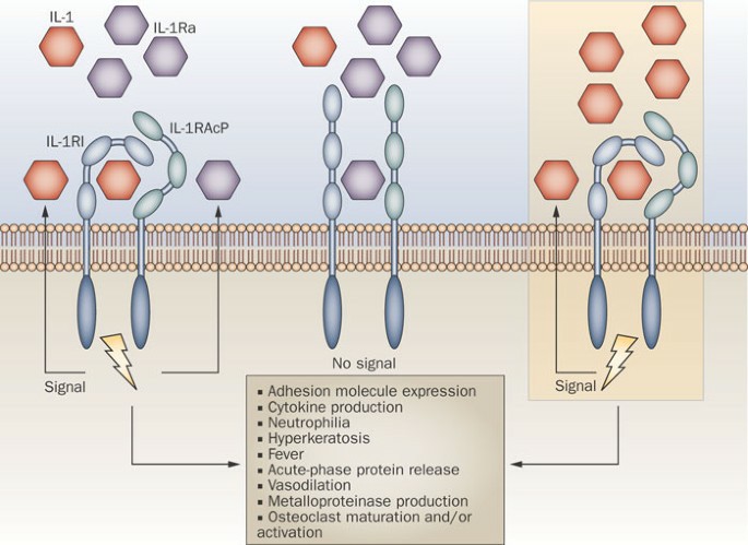 Mutations in the IL1RN locus lead to autoinflammation