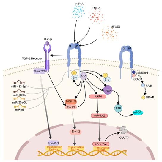 Figure 1. The regulation network of ITGB3 in tumor cells. (Zhu C, et al., 2019) 