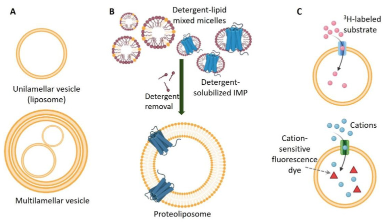 Fig. 1. Integral membrane proteins in liposomes. (Majeed,
<em>et al.</em>2021)