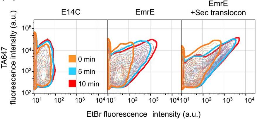 Fig. 3. Two-dimensional FCM data (counter plot) showing the EtBr transport activity of EmrE-displaying
liposomes. (Ohta,
<em>et al.</em>
2016)