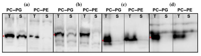 Fig. 4. Cell‐free expression in liposomes. (Bruni,
<em>et al.</em>
2022)