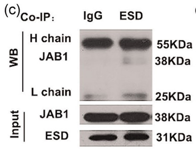 Fig2. An electrophoretic mobility shift assay (EMSA) was performed with 32P-labelled oligonucleotides containing the
        core binding sequence for ATF1 containing the A or G variant of rs2027820.