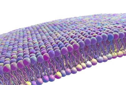 Creative BioMart