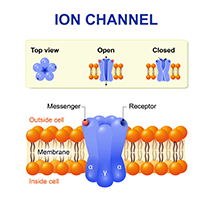 Creative BioMart