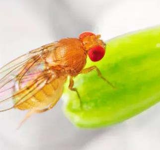 Creative BioMart