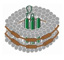 Creative BioMart