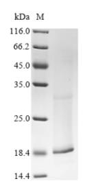 AFM results