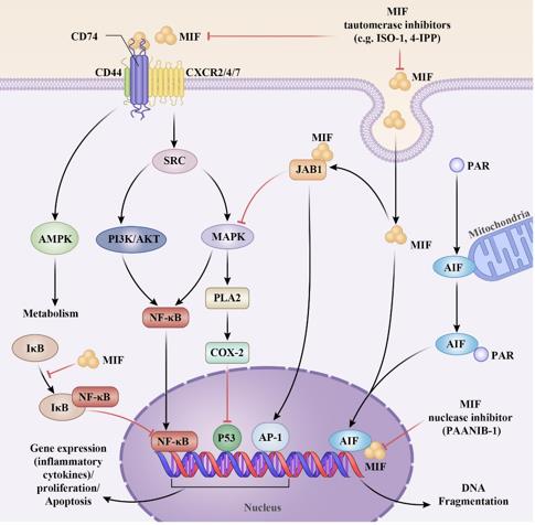 Figure 1. MIF signaling pathway. (Zhang Y, et al., 2023) 