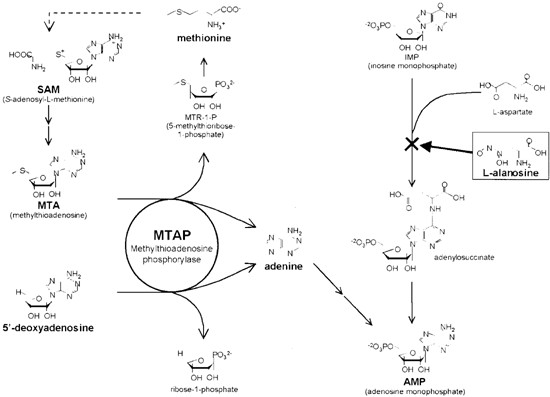 Chemotherapy targeting methylthioadenosine phosphorylase (MTAP) deficiency