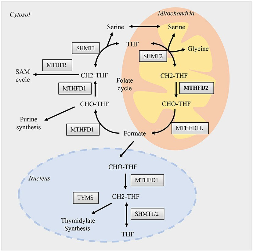 Folate one-carbon metabolism