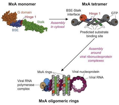 Figure 1. Structure of MxA reveals intra- and intermolecular domain interactions required for the antiviral function. (Gao S, et al., 2011)