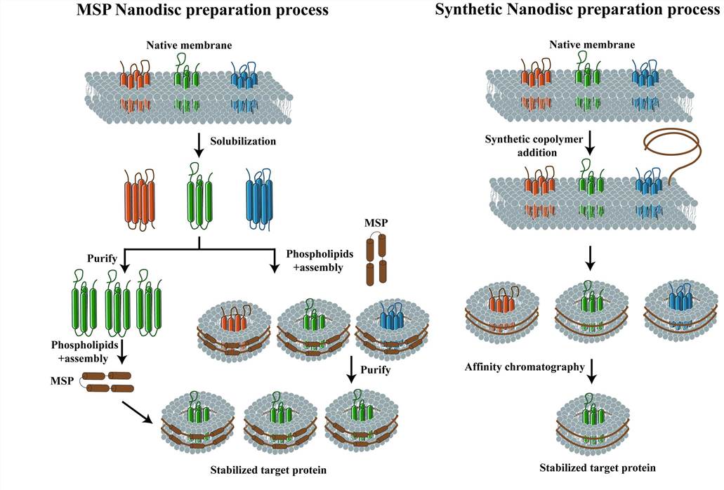 Schematic diagram of the Nanodisc preparation process