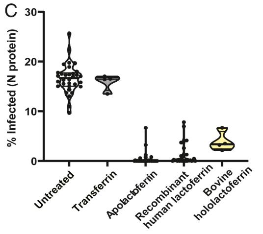 Native Human Breast Milk Lactoferrin APO