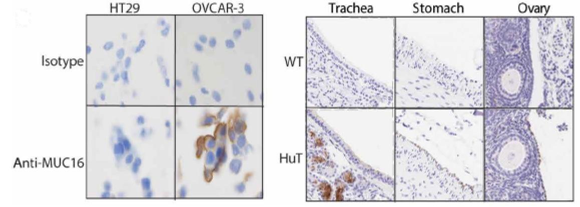 Native Human MUC16 protein